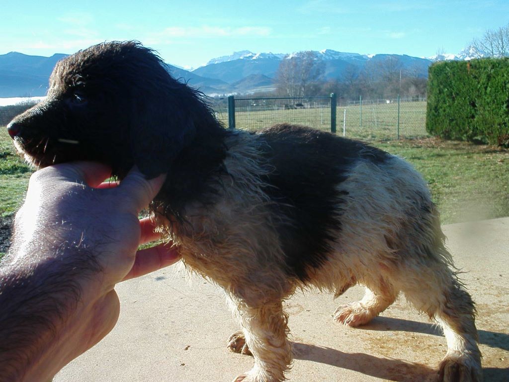 Chiots Munsterlander