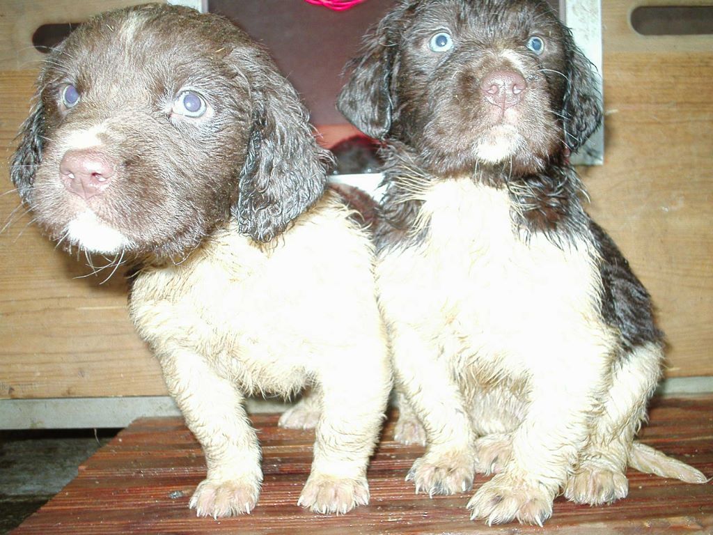 Des Tenements De L' Aysa - des chiots pour fevrier 2018